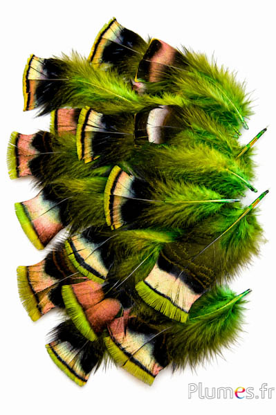 Tacchino bronzo - 5-15 cm - lime